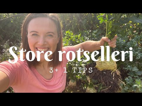3+1 tips til store rotselleri