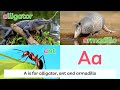 Animal Alphabet Song REAL ANIMALS Learn 104 Animals Natural English 4K
