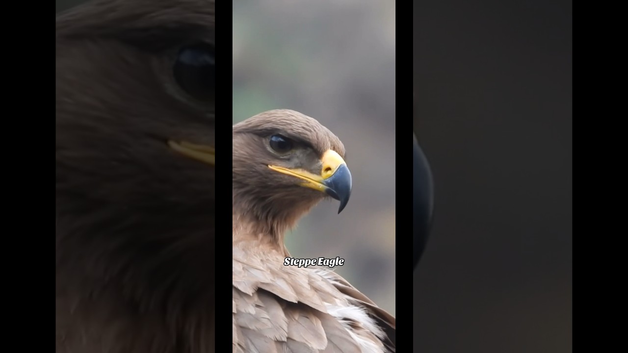 The Steppe Eagle🦅