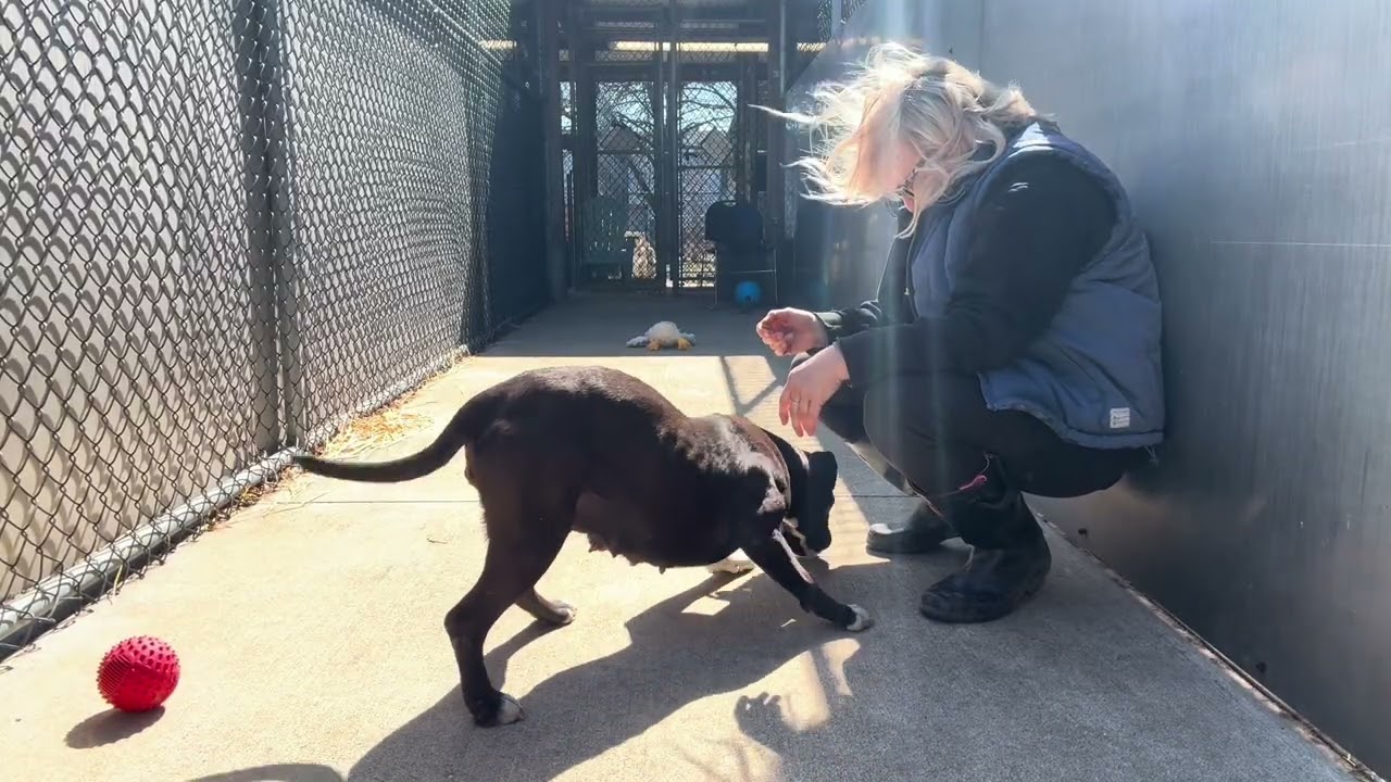 Enlarge Tasha, a ADOPTABLE Pit Bull Terrier in Chicago, IL video 5/5