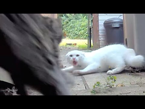 White cat fight in slow motion