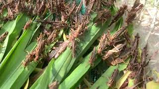 Grasshopper on the Farm eating foods