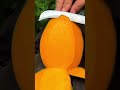 Mango Lover Aam Yummy Mango Cutting Video Love For Mangoes