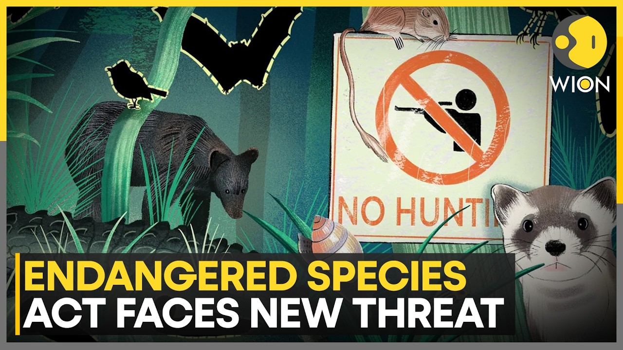 Trump’s “God Squad” Sparks Outrage | Endangered Whale Species at Risk from Oil Projects