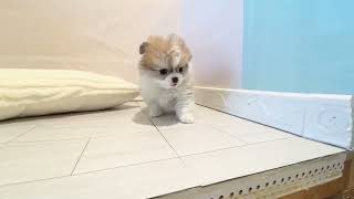 ハーフ犬の動画01