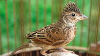 Download lagu Pancingan Branjangan Bahan atau Macet | Dijamin Punya Anda Auto Buka Paruh mp3 Download lagu Pancingan Branjangan Bahan atau Macet | Dijamin Punya Anda Auto Buka Paruh mp3