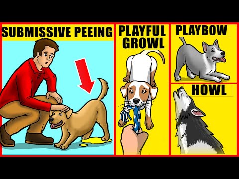 14 Ways to Understand Your Dog