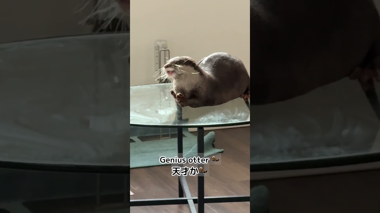 This Otter Is a Genius… His Smart Move Will Surprise You 🦦