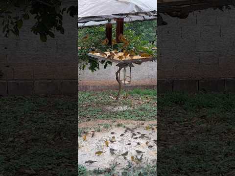 #natureza #passaros livres no quintal. Juatuba MG.