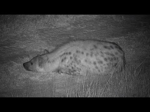 Djuma: Two Hyenas known as Ribbon and Ntima laying around-Pt:2 - 01:06 - 07/19/20