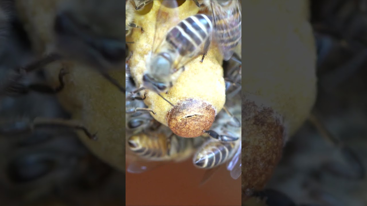 Crack Appears on Queen Cell  #apiscerana