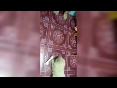 BABY CHOPPER THE CHUBBY CHOW CHOW !!! 🦁🐶🐻