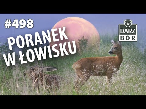 Darz Bór odc. 498 Poranek w łowisku