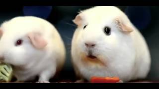 Download lagu Why are we still here? Just to SUFFER? [Metal Gear Solid 5] mp3