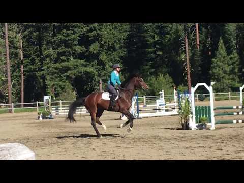 Gracia Cantura - 2014 Holsteiner (Castelan x Canturo) - Swiftwater Invitational 2018 day 3