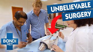 Vet Replaces Falcon's Critical Flight Feathers Using a Skewer!