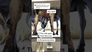 Download lagu Fresh milk is yours! #buylocal #storebrand #dairy #dairydoc #dairydocdiscoverygoggles mp3 Download lagu Fresh milk is yours! #buylocal #storebrand #dairy #dairydoc #dairydocdiscoverygoggles mp3