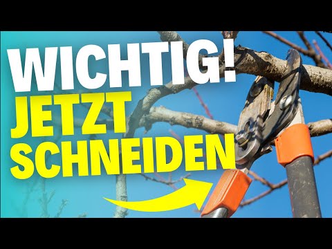 4 Gehölze, die im Dezember noch geschnitten werden müssen