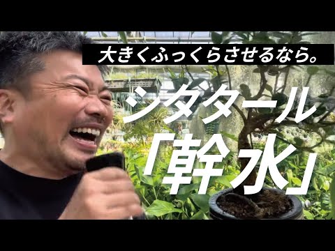 葉状植物について詳しく解説