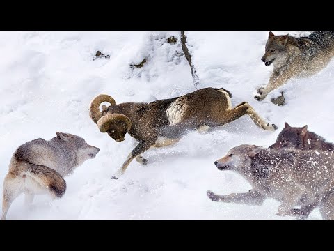 Mouflon: The Master Mountain Acrobat Who Surpasses Wolves