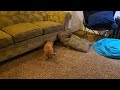 Cavapoo dogs for sale: Jack - Video 1