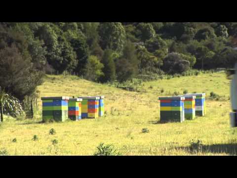 High Performance Manuka Plantations trial site at Tutira