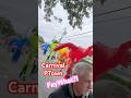 Carnival Parade Ptown Travel Gay Inclusive Love Flockfest Carnival Faywhat