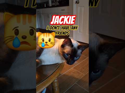 JACKIE HAS NO FRIENDS? 😱 #cat #kitten #meow #siamese #dailyshorts #shorts #cute #catlovers #pets