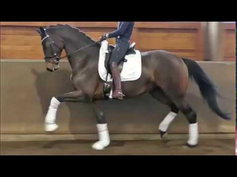 SOLD top quality mare, 2014, FEI & GP prospect
