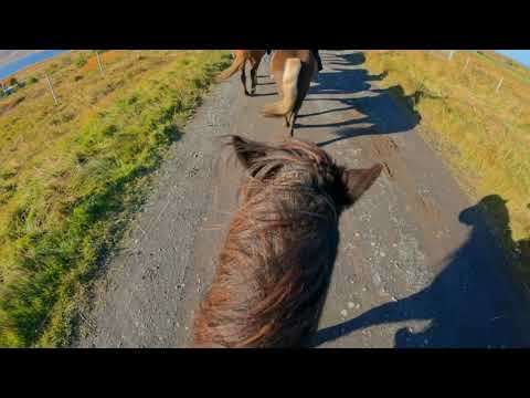 Horse riding at Langhus farm, North Iceland - 4k
