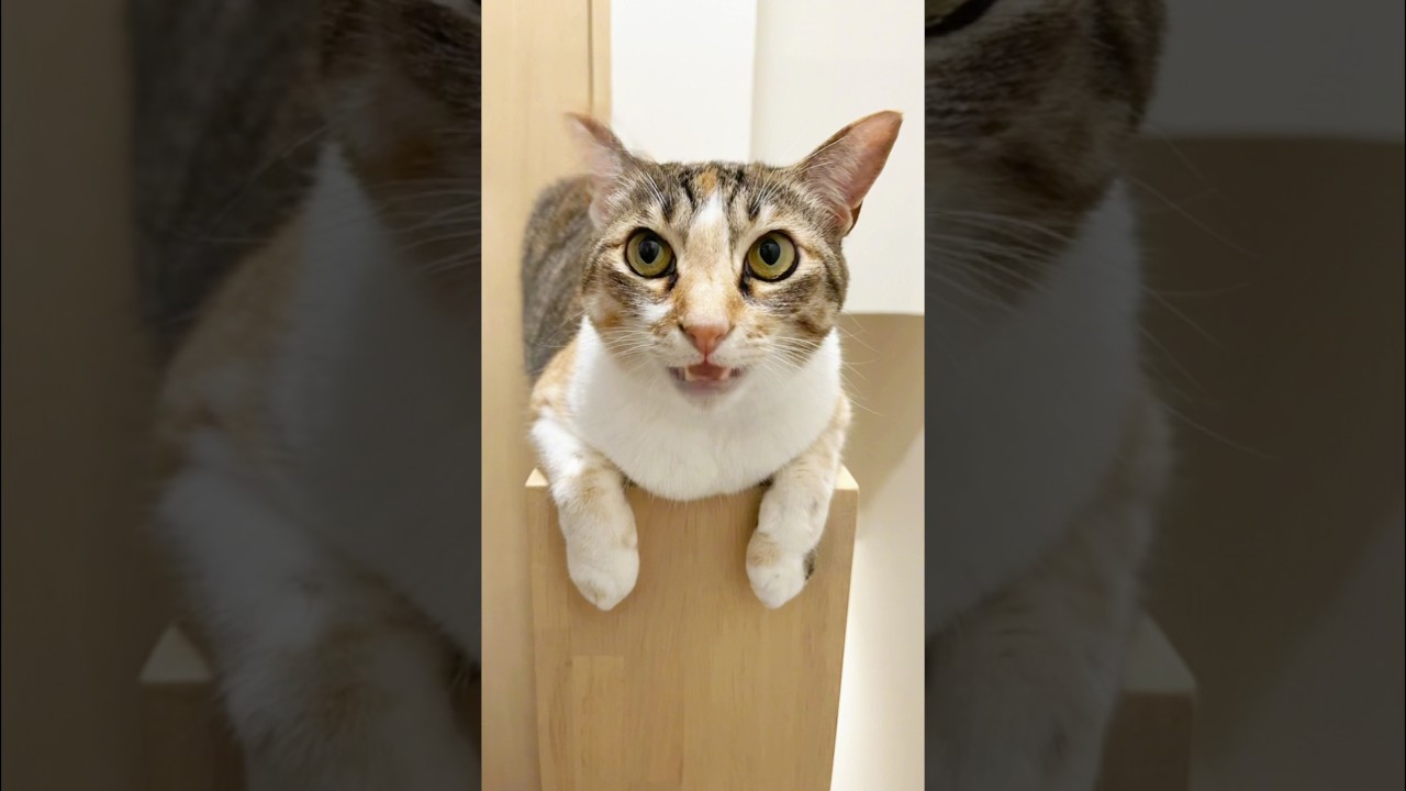 歌う猫がこちら #apt #cat #猫のいる暮らし #かわいい子猫 #保護猫 #面白い子猫 #cute