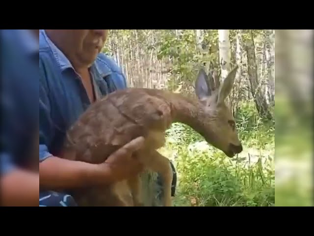 Операция «Косуля»