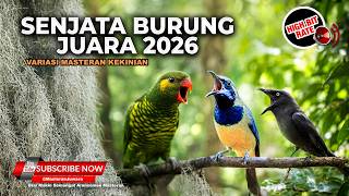 Download lagu 🔴 Live Kompilasi Senjata Burung Juara Cucak Cungkok Gacor vs Perkici Gacor vs Srigunting Gacor mp3