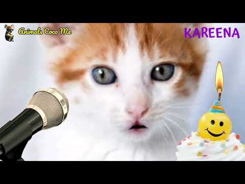 KAREENA HAPPY BIRTHDAY | Adorable Cute Cat 😺