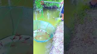 Download lagu video vlog memancing desa yang menakjubkan #vlog #memancing #instagram #memancingikankarper #vlog mp3 Download lagu video vlog memancing desa yang menakjubkan #vlog #memancing #instagram #memancingikankarper #vlog mp3
