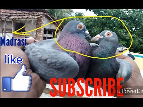 Madrasi kabootar ki pehchan kaise kare How to identify Madrasi pigeon. kolkata (RPT) Video