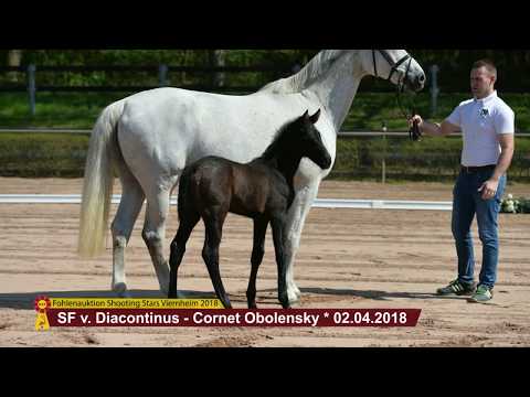 KN12: Fohlen von Diacontinus - Cornet Obolensky
