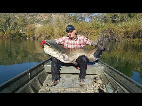 Spinning For Monster Catfish On River Ebro