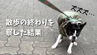 【悲報】散歩の終わりを察して地蔵になる犬