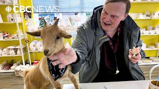 People flock to goat painting classes, selling out for 7 straight years