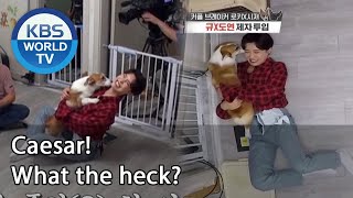 Caesar! What the heck? (Dogs are incredible) | KBS WORLD TV 201028