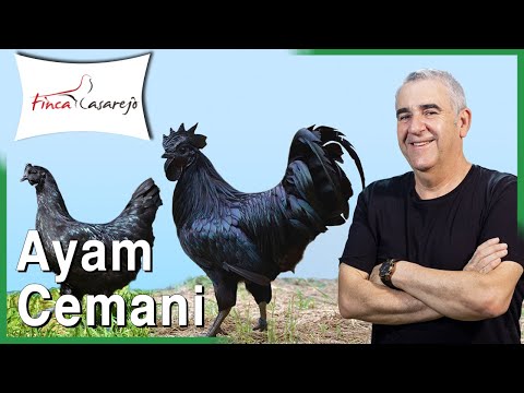 , title : '🖤 Ayam Cemani - Gallina completamente negra 🖤'