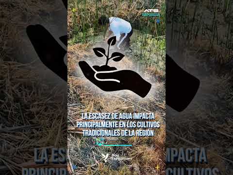 Déficit hídrico provoca pérdidas agrícolas en Totora 🌾🌵