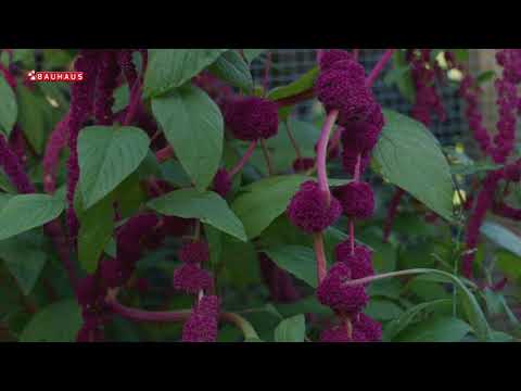 Škola vrtlarstva - zašto uzgajati amarant?