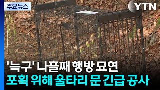 '늑구' 수색 총력...포획 위해 울타리 문 긴급 공사 / YTN