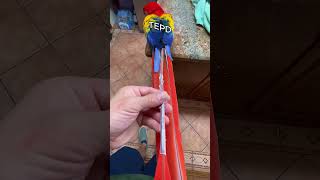 papagaio ganha uma nova pena.🦜😲