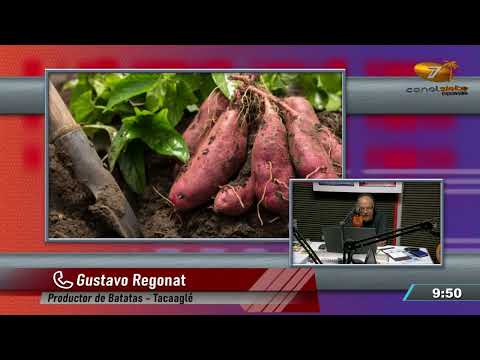 GUSTAVO REGONAT - PRODUCTOR DE BATATAS - TACAAGLÉ