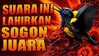 Download lagu Suara Ini Lahirkan Sogon Juara - Masteran Sogok Ontong Premium Paling Dicari Pecinta Burung Elite mp3 Download lagu Suara Ini Lahirkan Sogon Juara - Masteran Sogok Ontong Premium Paling Dicari Pecinta Burung Elite mp3