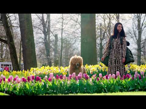 Keukenhof 2023 - 100.000 muscari in our 'Blue River'!