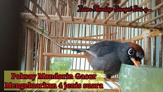 Download lagu 4 Jenis suara dikeluarkan Poksay Mandarin Gacor ini mp3